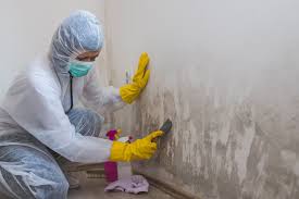 Why You Should Choose Our Mold Remediation Services in Del Monte Forest, CA